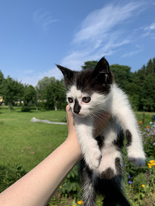 Котёнок, девочка (3 фото из 6)