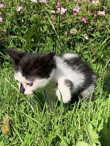Котёнок, девочка (6 фото из 6)