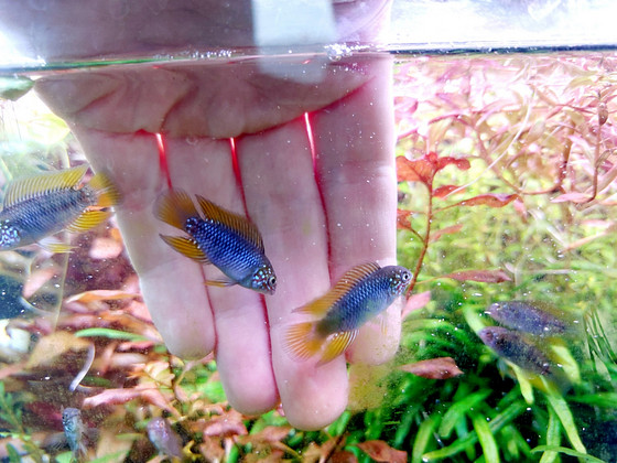 Apistogramma borellii Opal