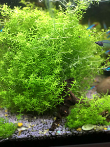 Akvaariumi taimed.Pinnataimed..Hemianthus. (7 foto / 9)