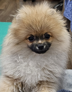 КЛЯЙНШПИЦ (3 фото из 3)