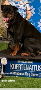 ROTTWEILERI kutsikad – isased tõutunnistusega (3 foto / 3)