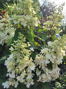 Hortensia istikud (2 foto / 7)