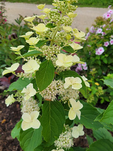 Hortensia istikud (3 foto / 7)