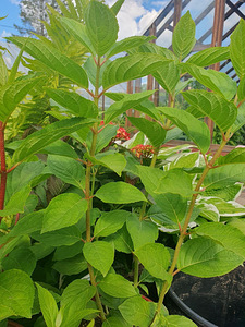 Hortensia istikud (7 foto / 7)