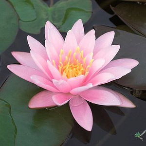 Водяная лилия Venusta (4 фото из 4)