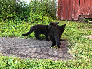 Отдам 2 черных котят (3 фото из 5)