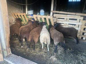 Lambad Zwartbles (3 foto / 5)