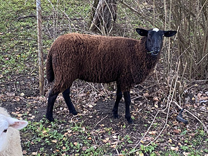 Lambad Zwartbles (4 foto / 5)