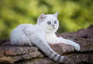 Голубоглазый Скоттиш-страйт мальчик (4 фото из 5)