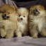 Pomeranian kutsikad (foto #1)