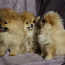 Pomeranian kutsikad (foto #5)