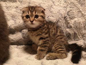 Scottish fold (2 фото из 5)