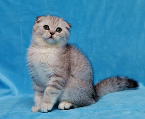 Продам котят scottish stright fold (4 фото из 4)