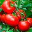Seemikud tomatid, suvikõrvits, kurgid (foto #3)