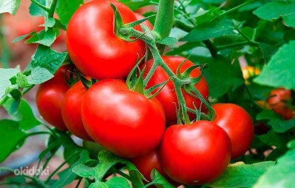 Seemikud tomatid, suvikõrvits, kurgid (foto #3)
