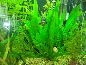 Эхинодорус амазонский (Echinodorus amazonicus) (2 фото из 2)