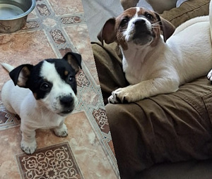 Jack Russelli terjeri kutsikad (1 foto / 2)