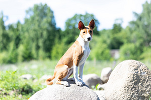 Basenji kutsikad (1 foto / 4)