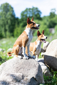 Basenji kutsikad (2 foto / 4)