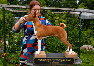 Basenji kutsikad (3 foto / 4)