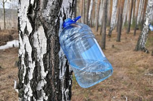 Värske kasemahl Ida-Virumaal (1 foto / 1)