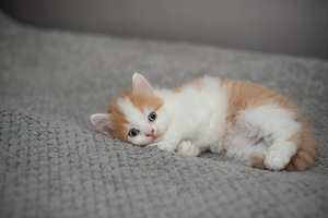 Шотландская прямоухая (7 фото из 8)