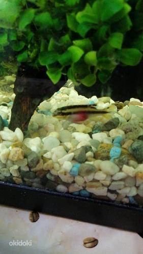 Пельвикахромис пульхер (Pelvicachromis pulcher) (фото #2)