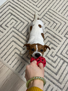 Jack Russell terjeri paaritus (2 foto / 4)