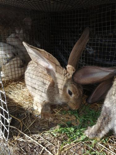 Фламандские кролики-самцы (фото #3)
