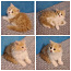 Шотландские котята с родословной (фото #3)
