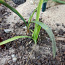 Клетчатка лаврового корневища лилии, 1шт (фото #2)