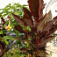 Корневища на высоком каблуке, с красными листьями (фото #5)