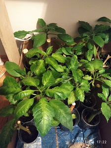 Inglitrompet / Brugmansia istikud (8 foto / 9)