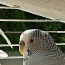 Волнистые попугаи (фото #4)