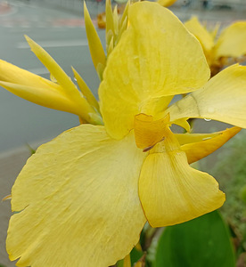 Kollase Kanna seemned, 5tk (1 foto / 7)