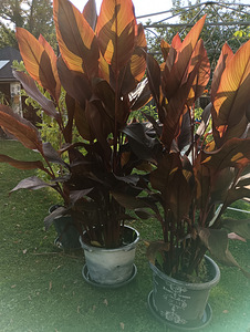 Ризомы красной канны Russian Red (2 фото из 4)