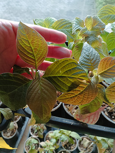Редкий Deppea Splendens (3 фото из 6)