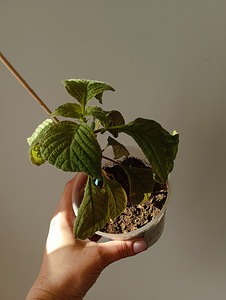 Редкий Deppea Splendens (5 фото из 6)