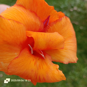 Канна Претория корневища (4 фото из 5)