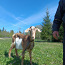 Коза, молочная коза, молочная коза (фото #1)