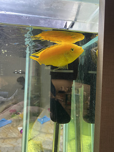 Labidochromis yellow (2 foto / 2)