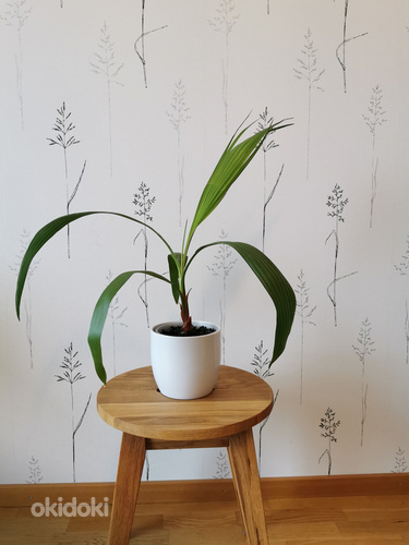 Palm