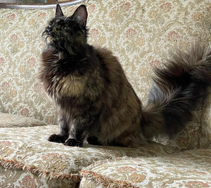 Maine Coon emane kass (1 foto / 4)