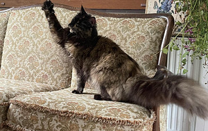 Maine Coon emane kass (4 foto / 4)