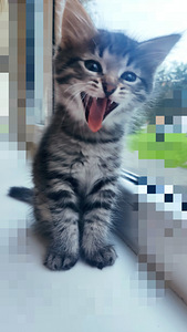 Ласковый котенок (2 фото из 3)