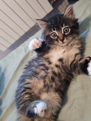 Ласковые котята