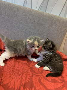 Котята (1 фото из 3)
