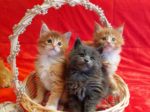 Maine Coon ootab pruuti külla. (10 foto / 10)