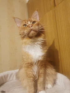 Maine Coon ootab pruuti külla. (3 foto / 10)